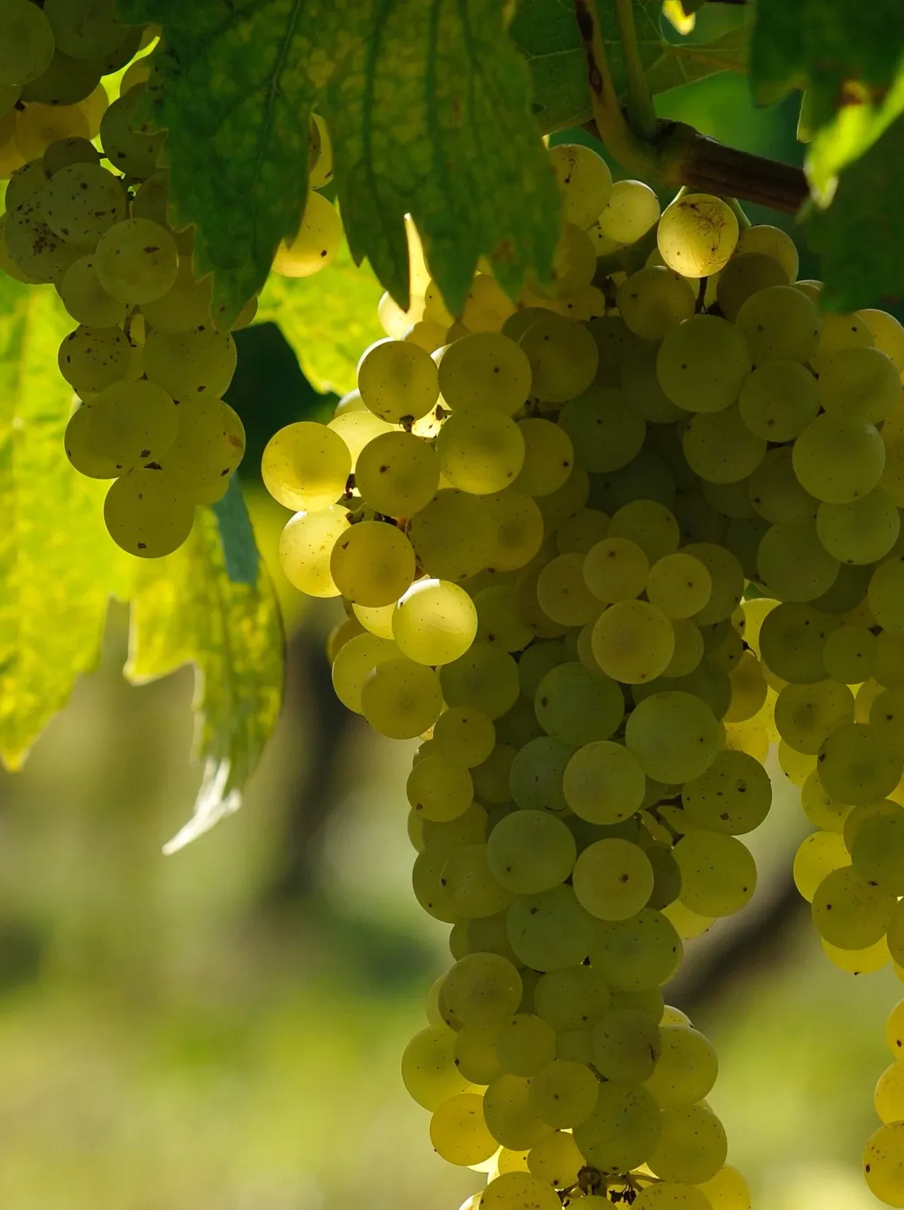 Domaine-Saint-Martin-gascogne-terroir-vigne